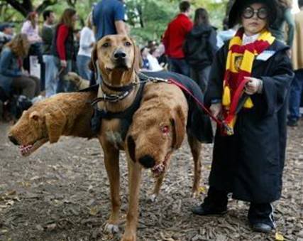 dog potter